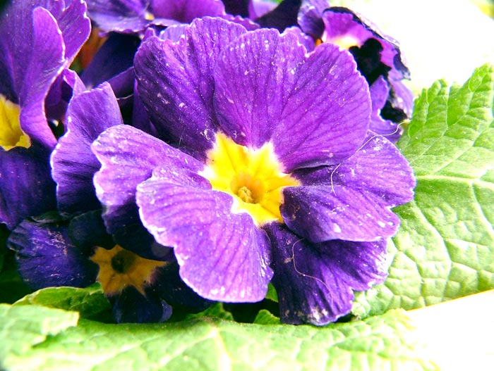viola.jpg
