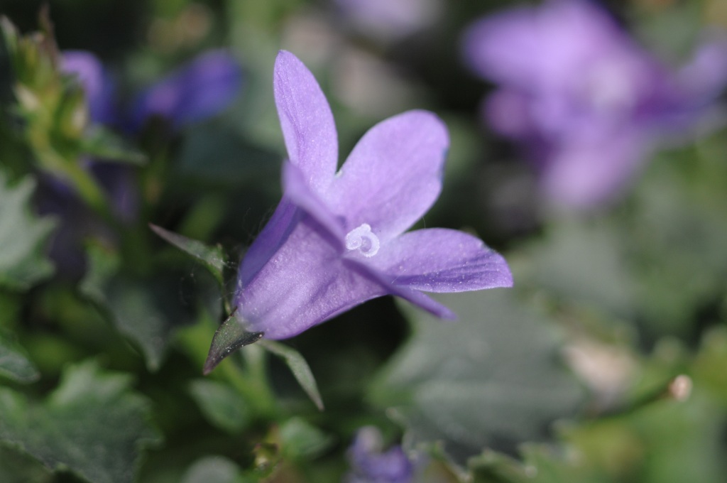 viola di mattina 1024.jpg