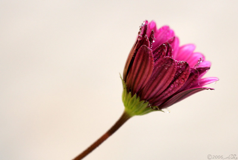 Viola piccola 2.jpg