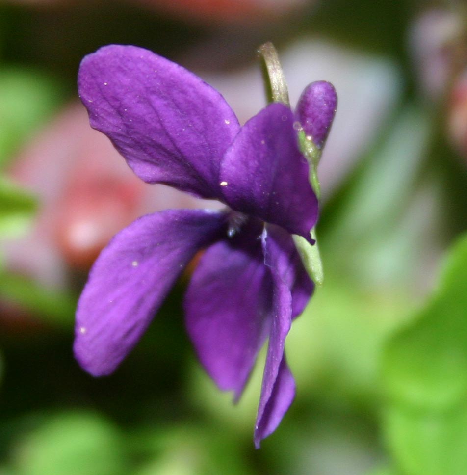 violetta-1.jpg