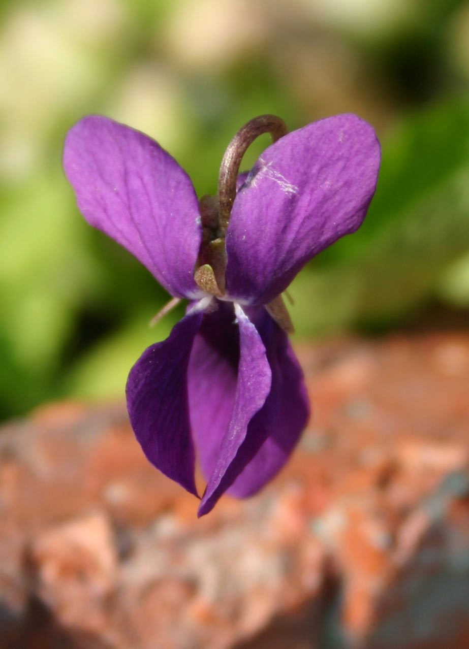 violetta-2.jpg