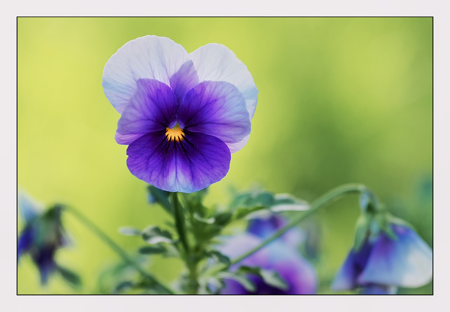violetta.jpg