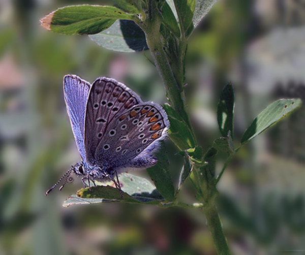 violettacorretto.jpg