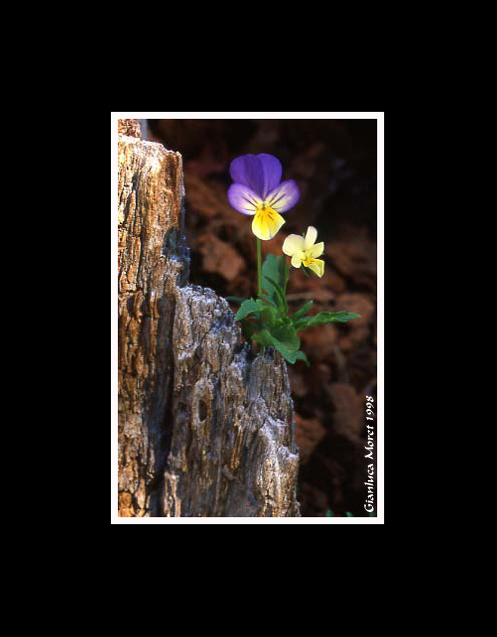violettatronco.jpg