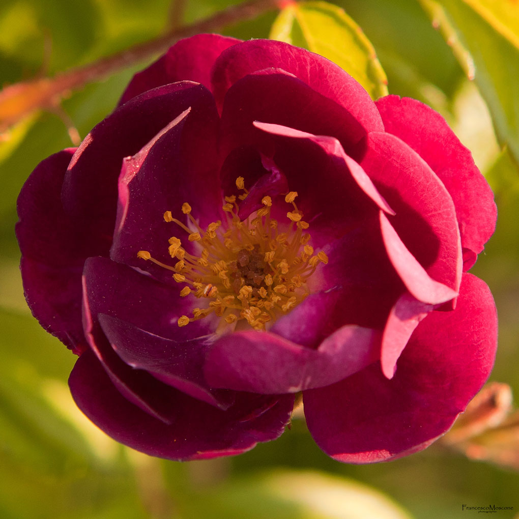 Violette---Turbat-(Francia)-1921.jpg