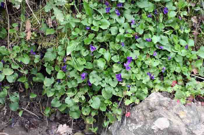 Violette.jpg