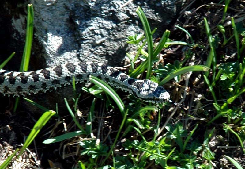 vipera.jpg