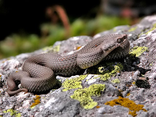 vipera.jpg