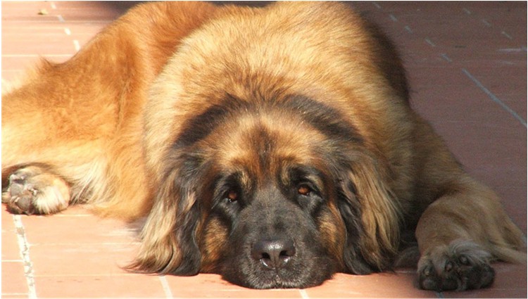 vita da cani_2.jpg