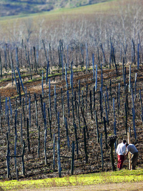 Vita nei campi 3 - inverno 2007-2008.jpg