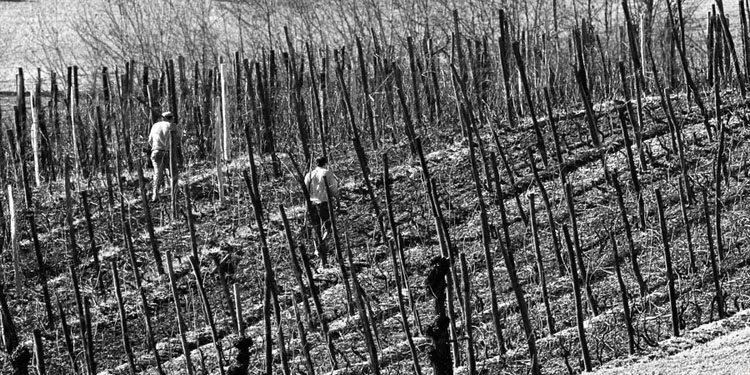 Vita nei campi 4 - iverno 2007-2008.jpg