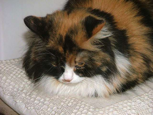 Viv 9 [640x480].JPG