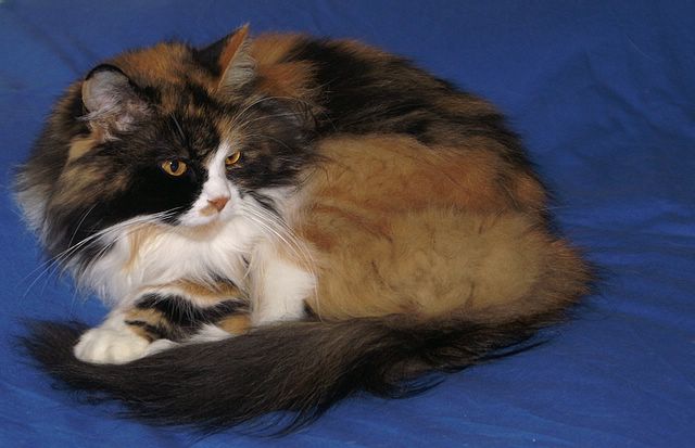 Viv [640x480].jpg