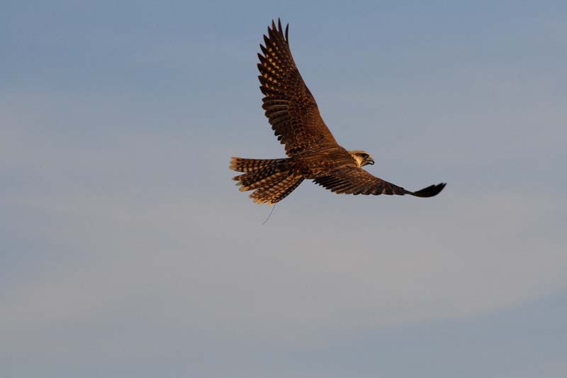Volare Full.JPG