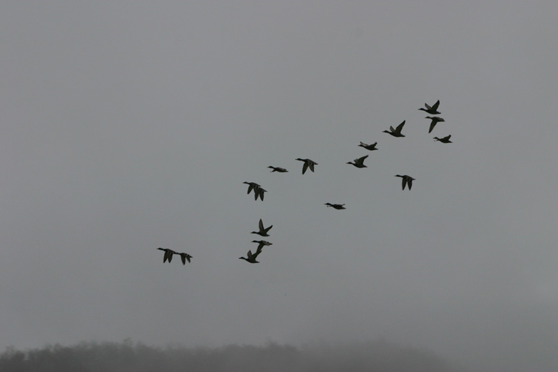 Volo-di-Germani-silhoutte.jpg