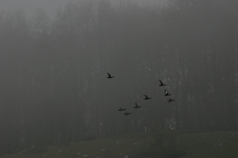 Volo-di-Germani-su-nebbia.jpg
