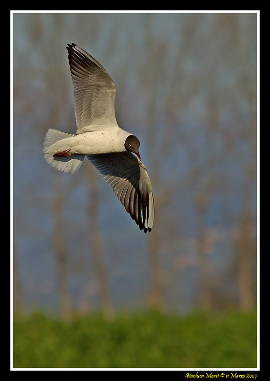 Volo-gabbiano-2-s.jpg