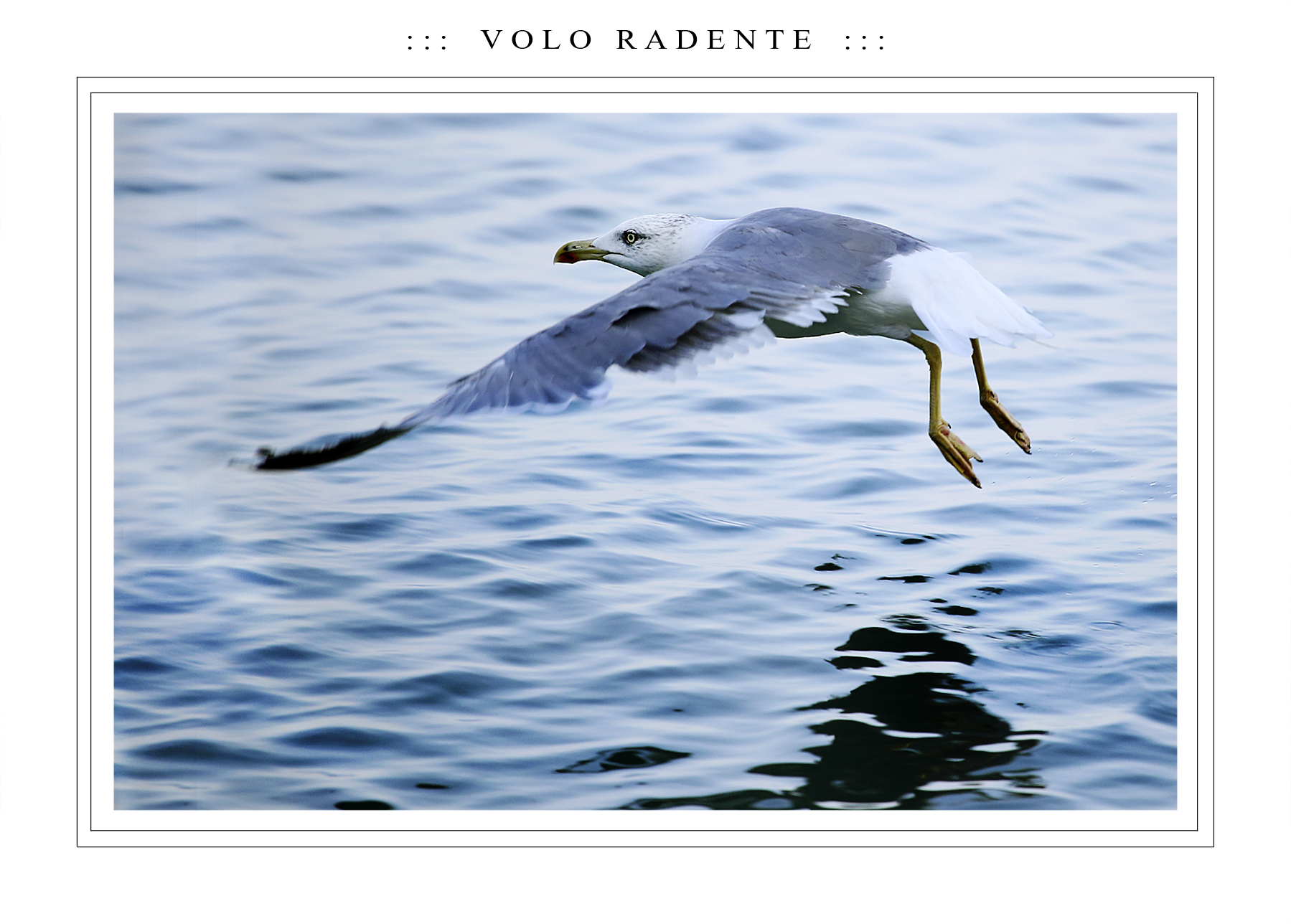 VOLO-RADENTE.jpg