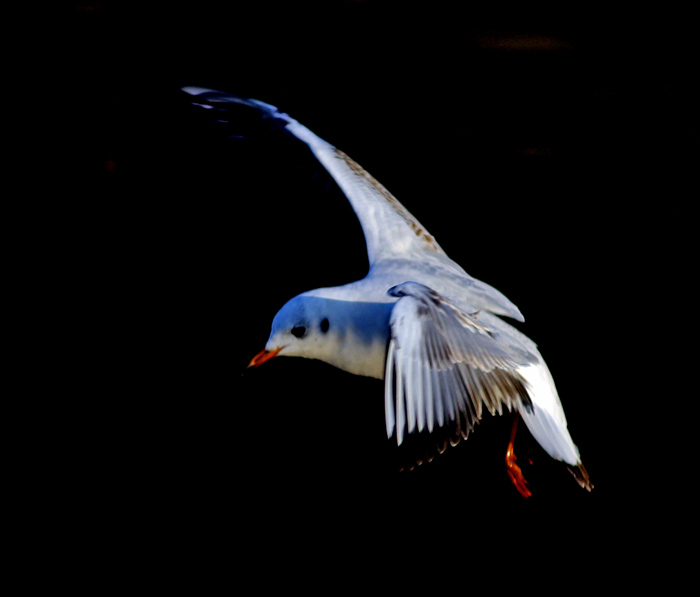volo nell'oscurita.jpg