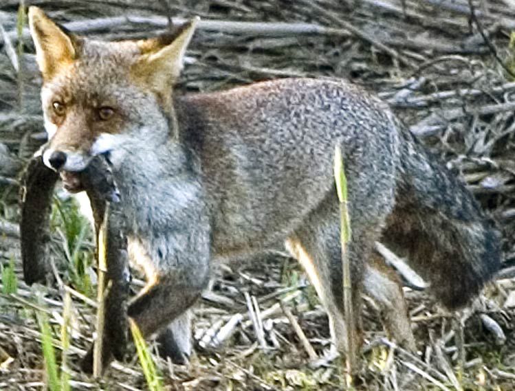 volpe1crop.jpg