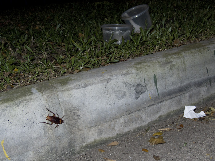 Walking by Singapore Suburbs-1736.jpg
