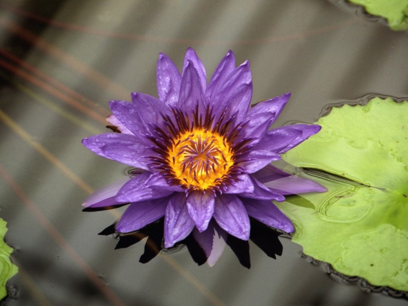 waterlily2.jpg