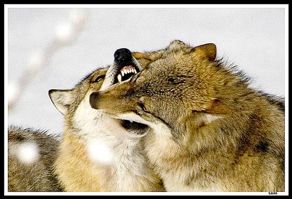 Wolf-kiss1.jpg