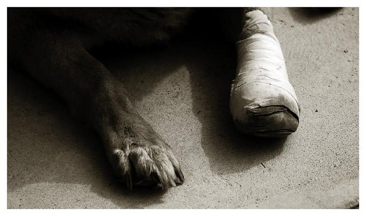 wound.jpg