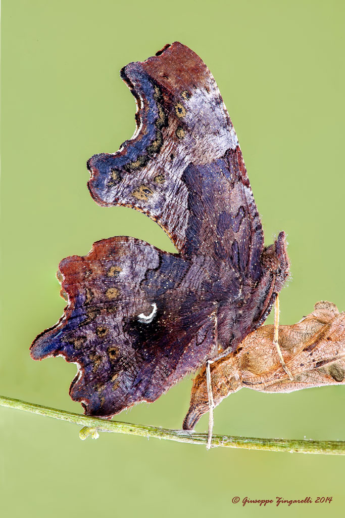 x-sioto5871.jpg