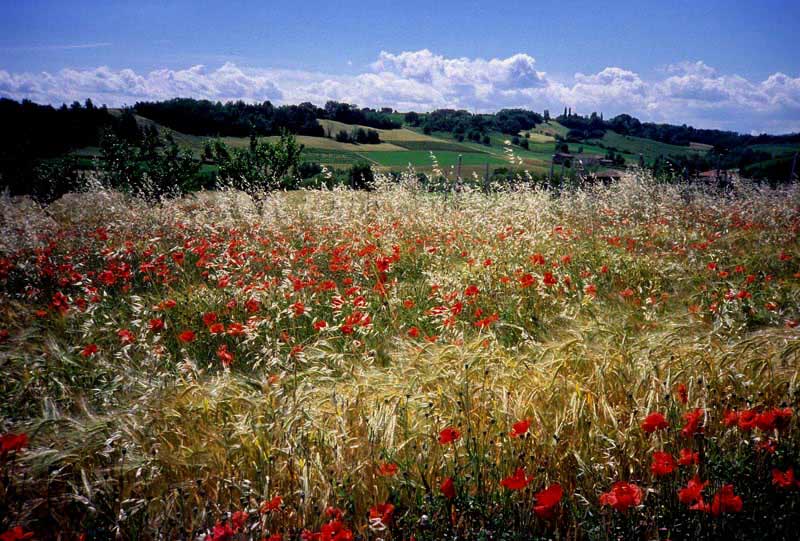 XA-papaveri-rid.jpg