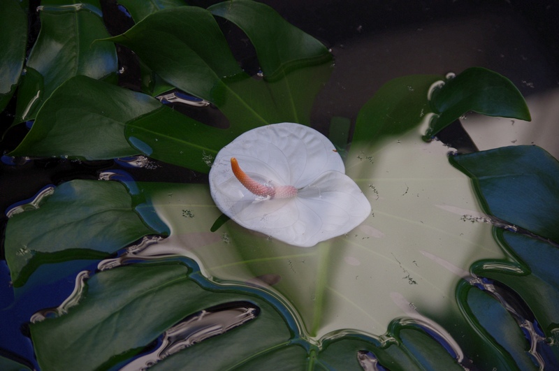 XXX_IMGP1245.JPG