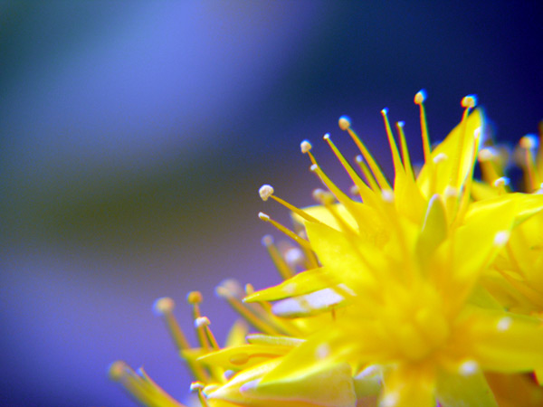 yellow-star-livelli-auto.jpg