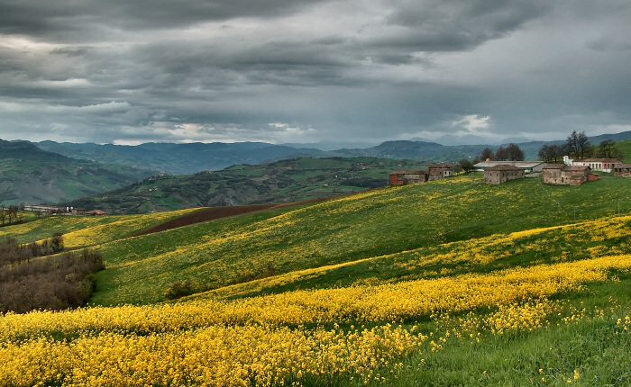 yellow.jpg