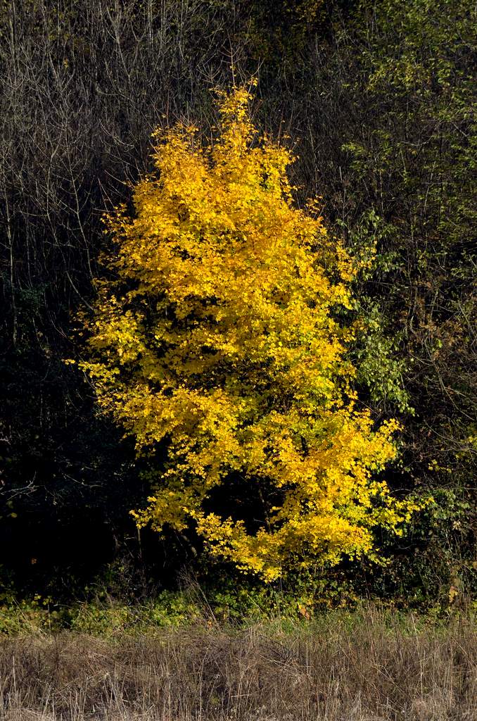yellow10resize.jpg
