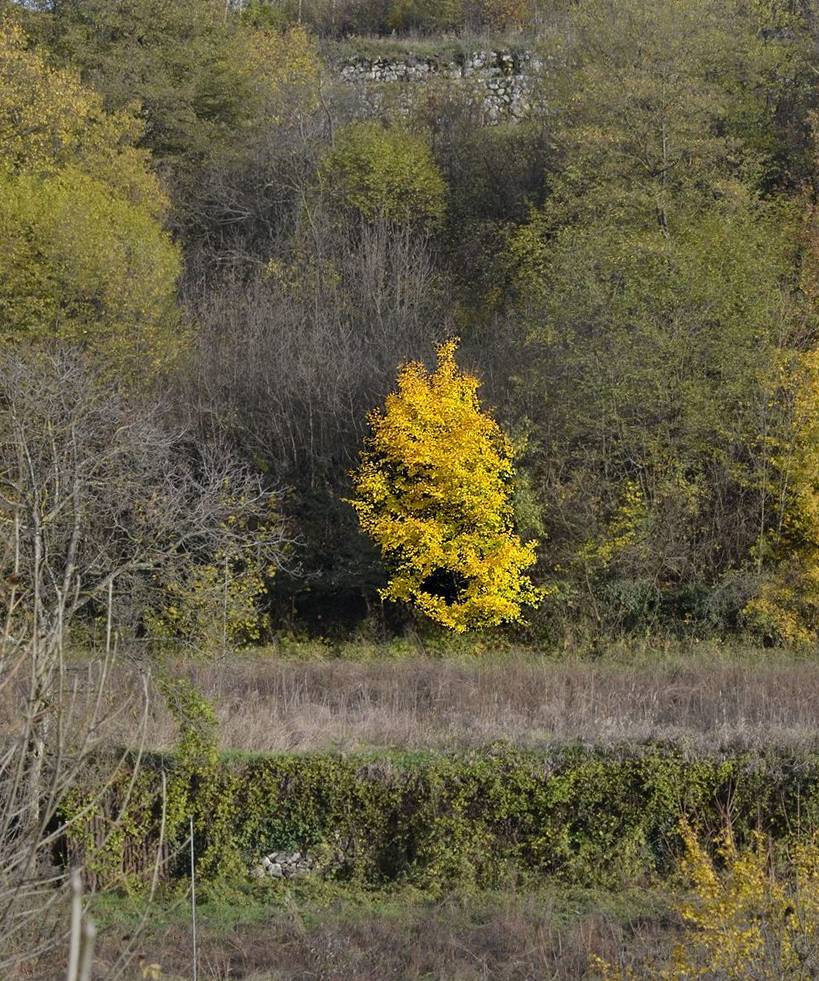 yellow11.1resizedritta.jpg