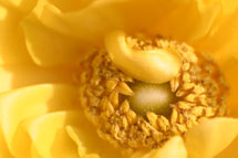 yellow3.jpg