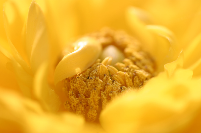 yellow.jpg