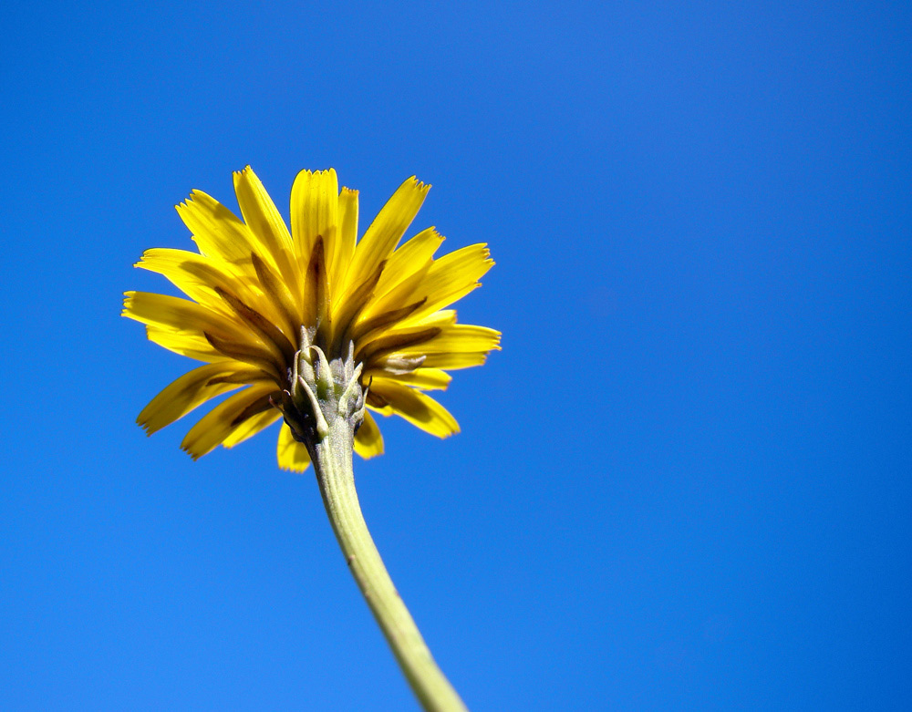 yellow.jpg