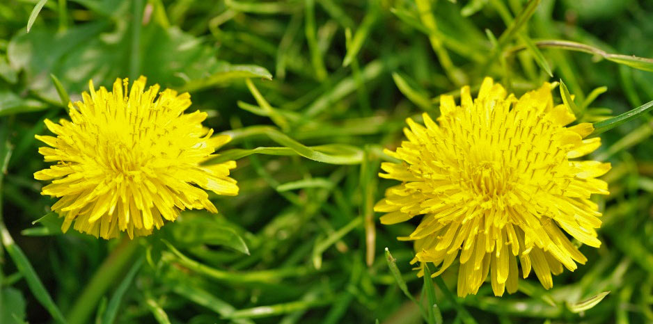 yellow_bros_159.jpg