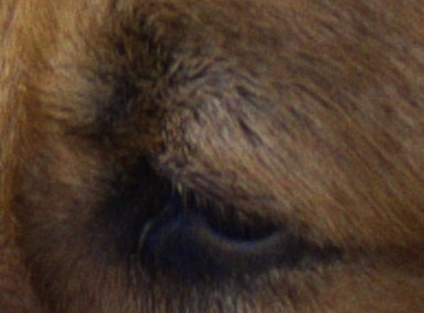 zara_crop.jpg