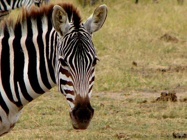 Zeb.jpg