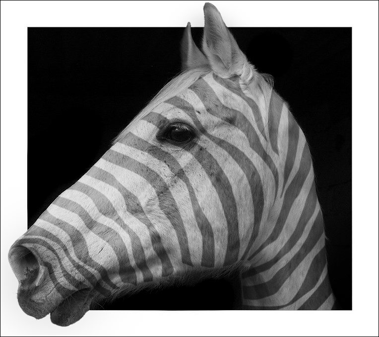 zebra.jpg