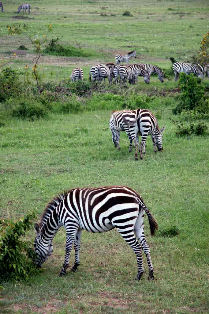 zebre-2.jpg