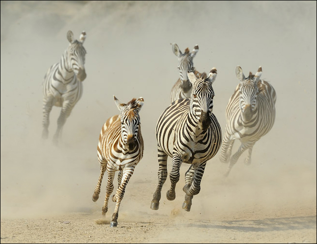 zebre.jpg