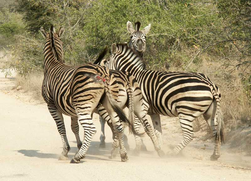 zebre.jpg