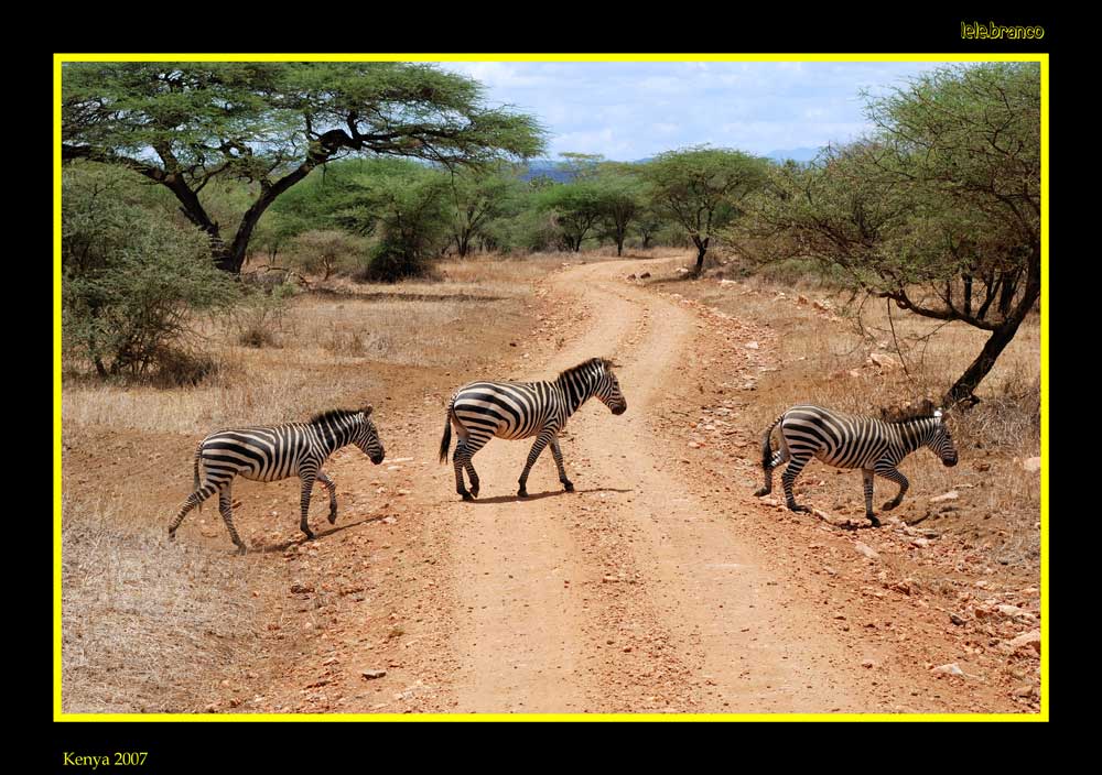 Zebre.jpg