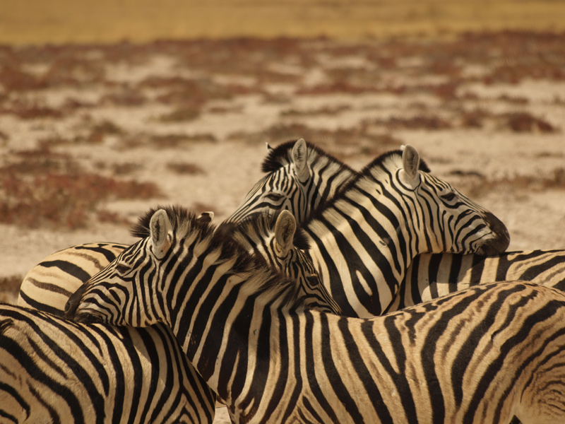 zebre.jpg