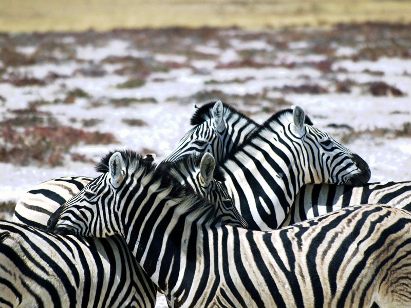 zebre_889.jpg