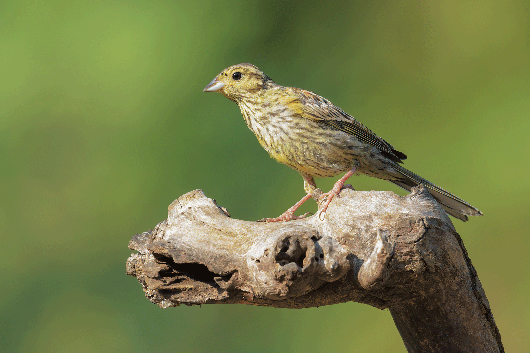 Zigolo-nero-juv_DSC4517.png