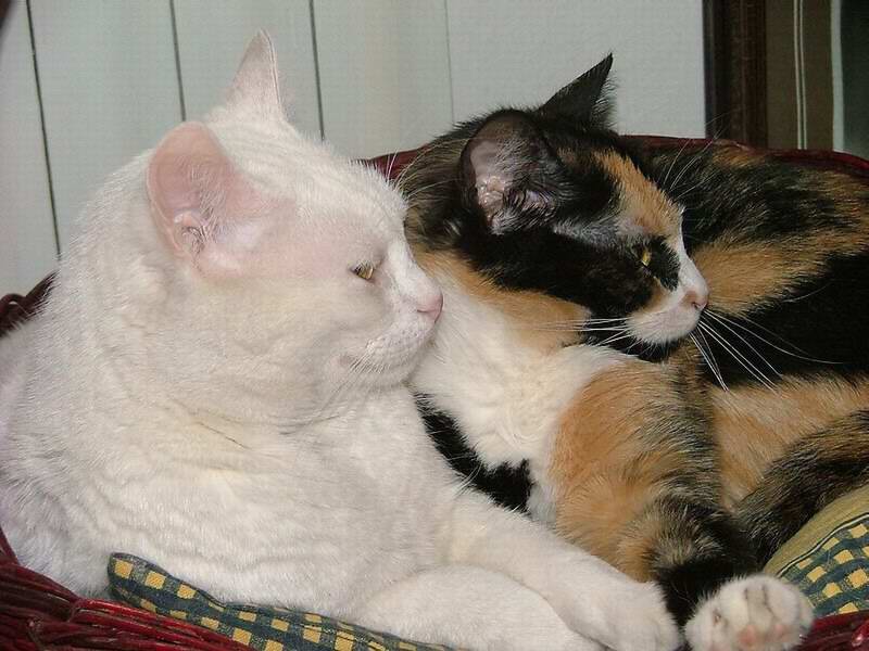 Zip e Luna.JPG